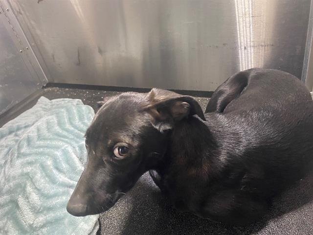 RUSTY - Labrador Retriever available for adoption