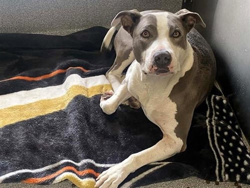 BUMPY - Pit Bull Terrier available for adoption