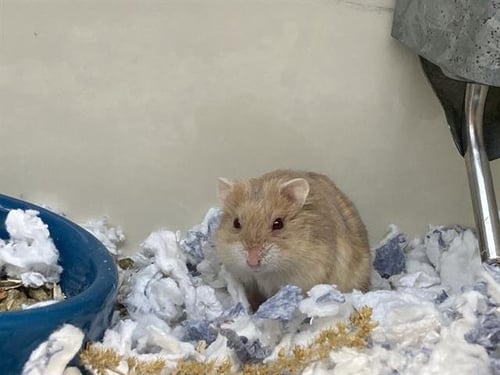 DIGLETT - Hamster available for adoption