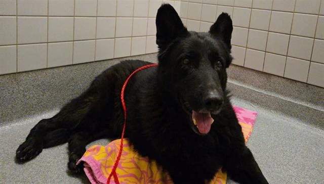 BLUE - German Shepherd Dog available for adoption