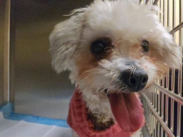 CUDDLEBUG - Maltese / Poodle (Miniature) available for adoption