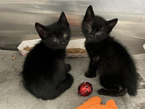 KINCAID - Domestic Short Hair available for adoption