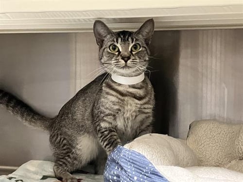 NATAYLA - Domestic Short Hair available for adoption