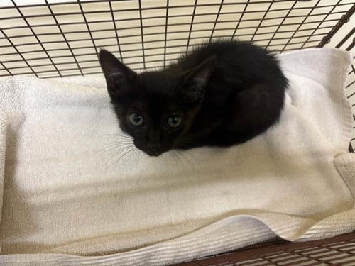 DAKOTA - Domestic Short Hair available for adoption