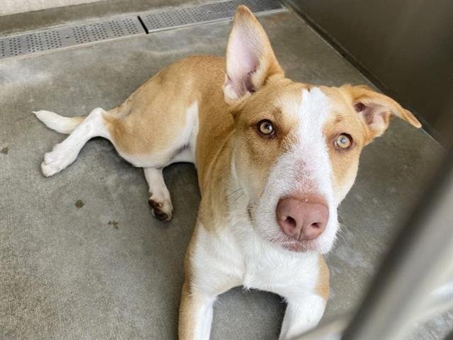 LUCY - Labrador Retriever / Airedale Terrier available for adoption