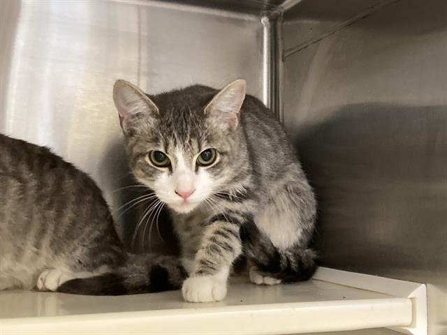 ERICA - Domestic Short Hair available for adoption