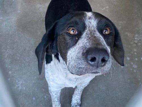 SAINT - Pointer available for adoption