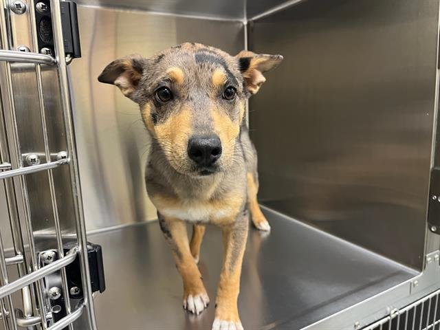 GYPSY - Australian Cattle Dog/Blue Heeler available for adoption