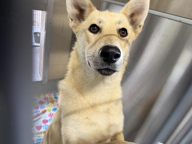 HARTLEY - German Shepherd Dog / Jindo (Korean) available for adoption