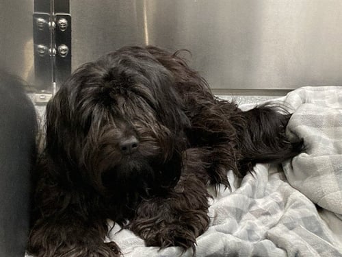 RUHN - Cairn Terrier available for adoption