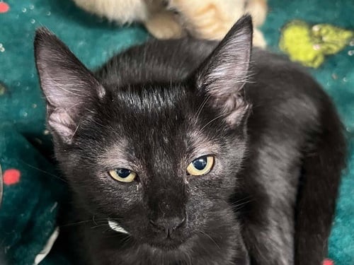 KONA - Domestic Short Hair available for adoption