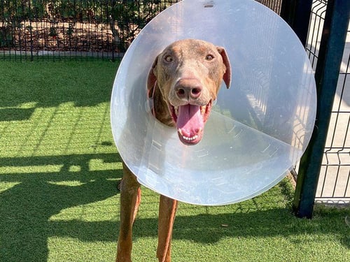 ROGAN JOSH - Doberman Pinscher available for adoption
