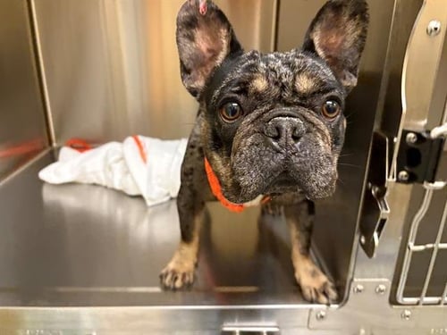 KETTLECORN - French Bulldog available for adoption