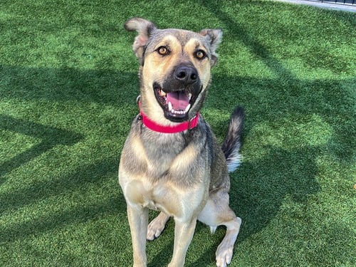 HARIBO - German Shepherd Dog available for adoption