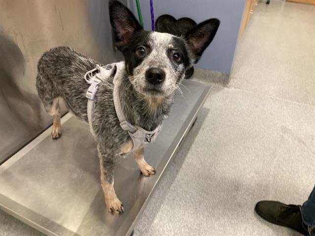 ROSIE - Australian Cattle Dog/Blue Heeler available for adoption
