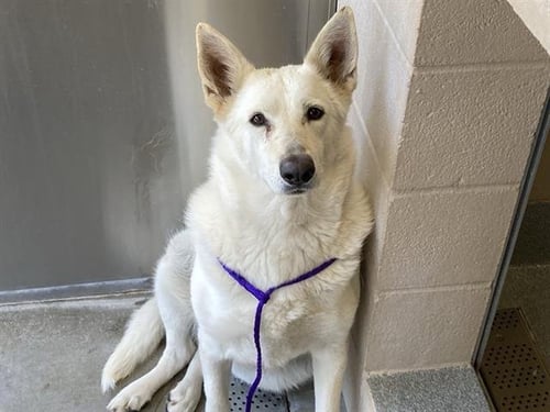 AURORA - German Shepherd Dog available for adoption