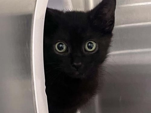 MUSTANG - Domestic Short Hair available for adoption
