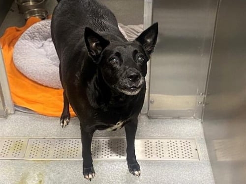 MOTO MOTO - German Shepherd Dog available for adoption