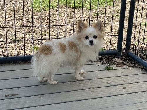 MUNCHKIN - Chihuahua / Pomeranian available for adoption