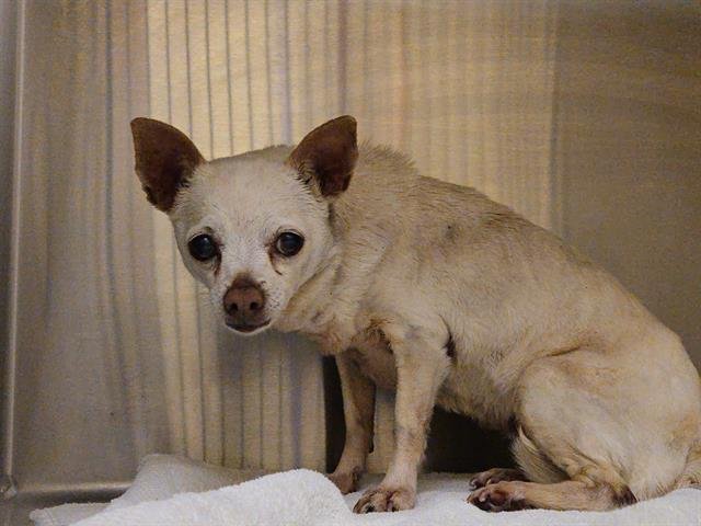 CYNTHINA - Chihuahua available for adoption