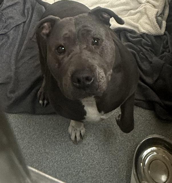 BERTHA - Pit Bull Terrier available for adoption