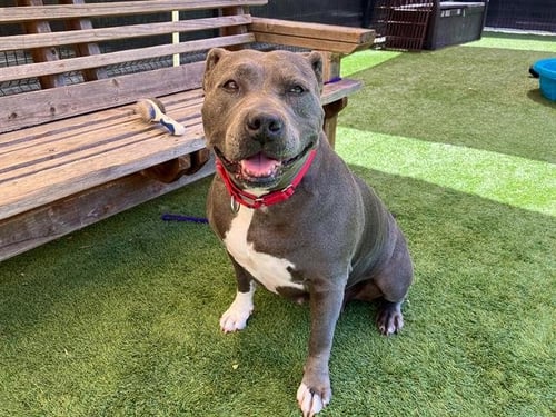 BERTHA - Pit Bull Terrier available for adoption