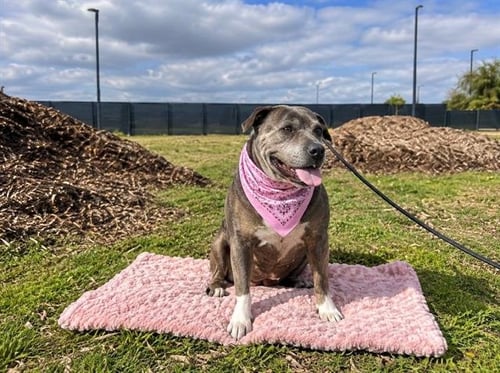 BERTHA - Pit Bull Terrier available for adoption