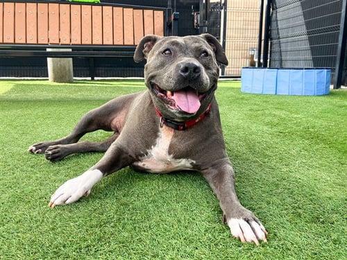 BERTHA - Pit Bull Terrier available for adoption