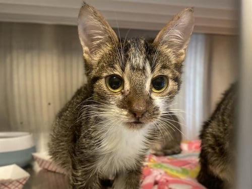 RUDY - Domestic Short Hair available for adoption