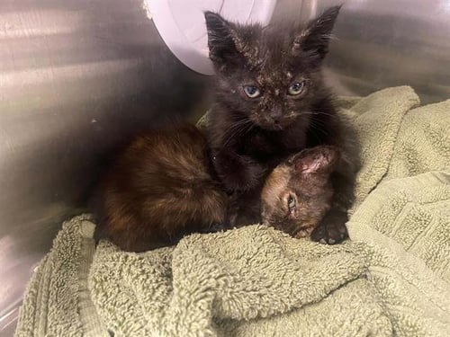 CASH - Domestic Short Hair available for adoption