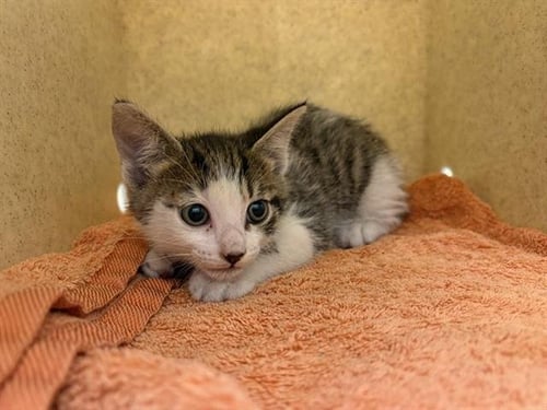 DEFTONE - Domestic Short Hair available for adoption