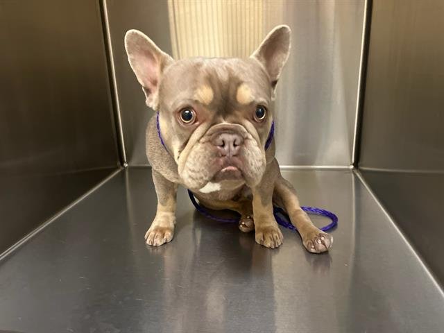 DOBBY - French Bulldog available for adoption