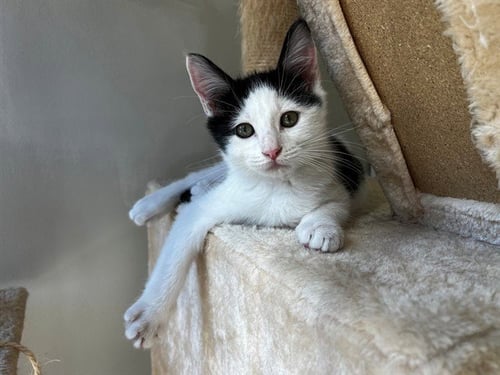 KENNY - Domestic Short Hair available for adoption