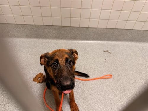 SEASHELLS - German Shepherd Dog available for adoption
