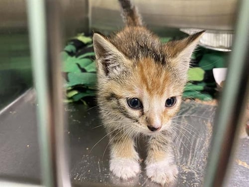 CATERPILLAR - Domestic Short Hair available for adoption