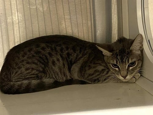 AMBROSIA - Domestic Short Hair available for adoption