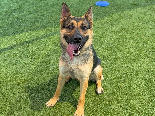 CAMILA - German Shepherd Dog / Australian Cattle Dog/Blue Heeler available for adoption