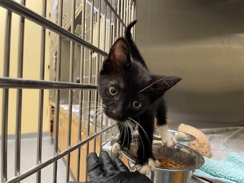 BEANIE - Domestic Short Hair available for adoption