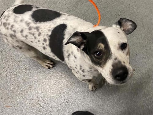 ANDREA - Australian Cattle Dog/Blue Heeler available for adoption