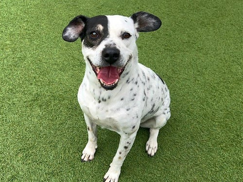 ANDREA - Australian Cattle Dog/Blue Heeler available for adoption
