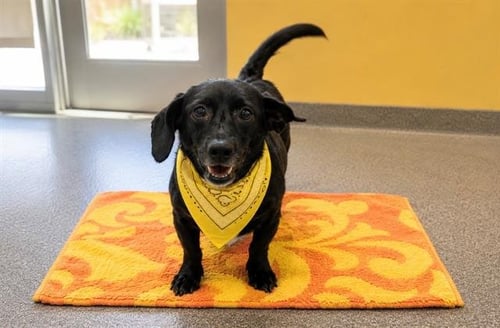 OPTIMUS - Cairn Terrier available for adoption