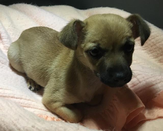 WINNIE - Chihuahua available for adoption