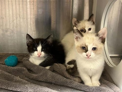 OLWYN - Siamese available for adoption