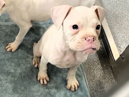 PINKIE - Boxer available for adoption