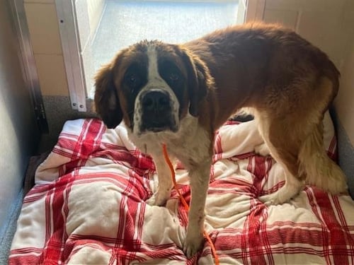 OPHELIA - Saint Bernard available for adoption