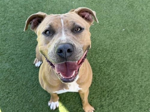 GUCCI - Pit Bull Terrier available for adoption