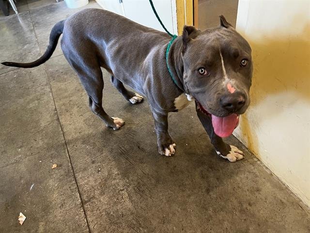 HOWARD - Mastiff available for adoption