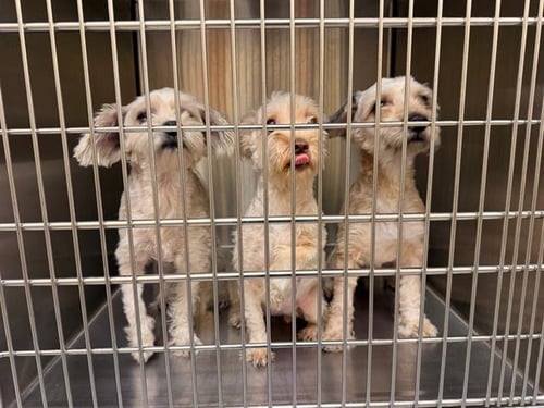 DANDELION - Poodle (Miniature) available for adoption