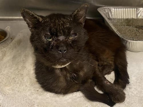 BORIS - Domestic Short Hair available for adoption