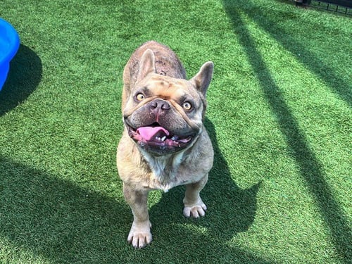 ASTRO - French Bulldog available for adoption